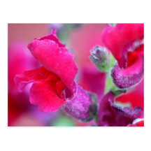 Vibrierendes rosa Snapdragons Postkarte