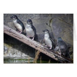 Vier kleine Pinguine Grußkarte