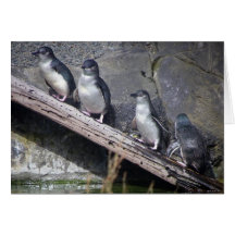 Vier kleine Pinguine Grußkarte