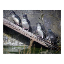 Vier kleine Pinguine Postkarten