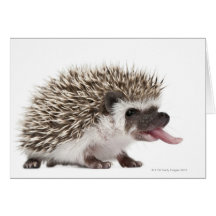 Vier-toed Igel - Atelerix albiventris Karte