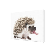 Vier-toed Igel - Atelerix albiventris Galerie Faltleinwand