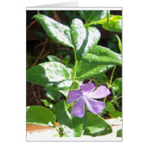 Vinca-oder Singrün-Blumen Grußkarte
