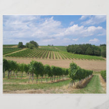 Vineyard - Weinberg (Bordeaux - Frankreich) 04 Flyerdruck