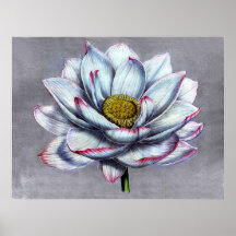 Vintage Botanicals indische Lotos-Blume Plakatdruck