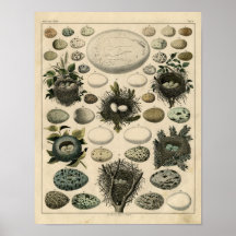 Vintage deutsche Nester und Eier Plakatdrucke
