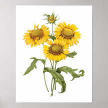 Vintage Floral Blanket Flower Sunflower by Redoute Print