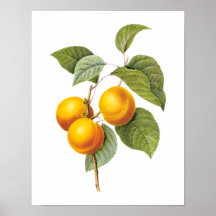 Vintage Food Fruit, Apricot Peach by Redoute Posters
