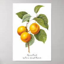 Vintage Food Fruit, Apricot Peach by Redoute Poster