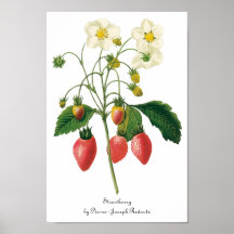 Vintage Food Fruit Berries Strawberries by Redoute Posters