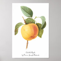 Vintage Food Fruit, Calville Apple by Redoute Poster