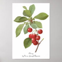 Vintage Food Fruit, Cherry Cherries by Redoute Posters