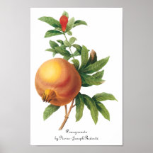 Vintage Food Fruit, Pomegranate by Redoute Print