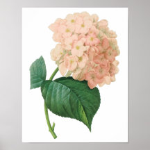Vintage Pink Hydrangea Hortensia Flower by Redoute Posters