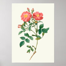 Vintage rosa Rosen-botanischer Druck Plakate
