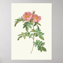 Vintage rosa Rosen-botanischer Druck Posterdrucke