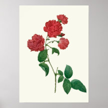 Vintage Rosen-botanischer Druck Poster