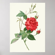 Vintage Rosen-botanischer Druck Poster