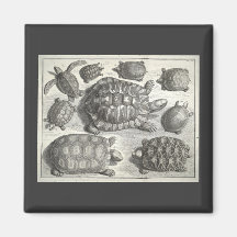 Vintage Schildkröte-Radierung Magnete