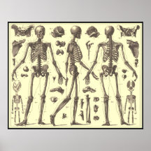 Vintage Skeleton Diagramme Poster