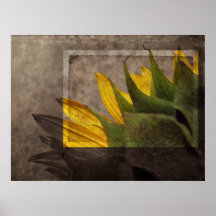 Vintage Sonnenblume Posterdrucke