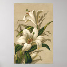 Vintage viktorianische Osterlilien-Blumen in der B Plakatdrucke
