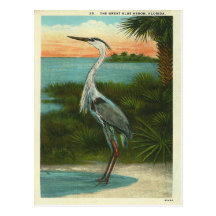 Vintager blauer Reiher Florida Postkarten