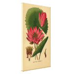 Vintager botanischer Druck-Rosa-Wasser-Lilien-Loto Galerie Gefaltete Leinwand