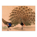 Vintager Pfau Postkarten
