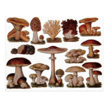 Vintager Pilz Postkarte