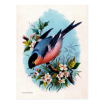 Vintager Retro Vogel auf Niederlassungs-Postkarte