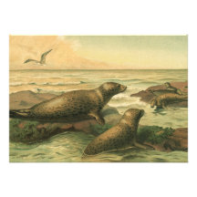 Vintages Marinelebens-Säugetier-Tiere Pinniped Sie Einladungskarte