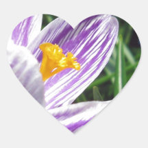 Violet Spring Crocus Sticker
