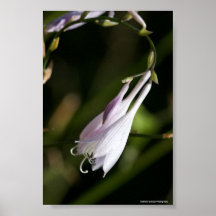 Violette Blume Posterdrucke