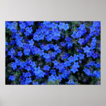 Violette Blumen Plakat