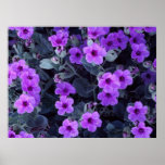 Violette Blumen Plakatdruck