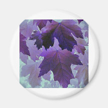 Violetter Ahorn Magnets