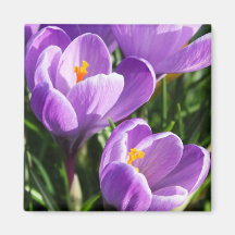 Violetter Krokus Kühlschrankmagnete