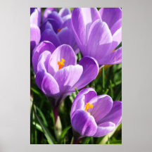Violetter Krokus Poster