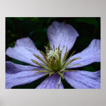 Violettes Clematis-Plakat