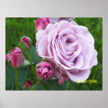 "Violettes Rosr " Plakatdruck
