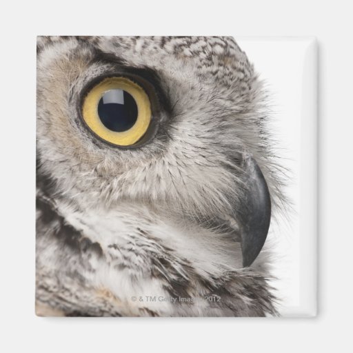 Virginia-Uhu - Bubo Virginianus Subarcticus Kühlschrankmagnet