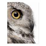 Virginia-Uhu - Bubo Virginianus Subarcticus Postkarte
