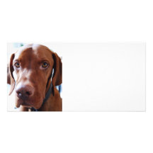 Vizsla Fotokarte
