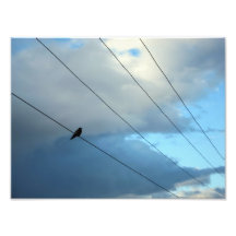 Vogel auf einem Draht Photos