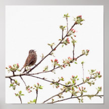 Vogel, der mit Frühlings-Blumen singt Posterdruck