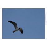 Vogel im Flug [kundengerecht] Karten
