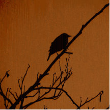 Vogel-Kunst Acrylausschnitte
