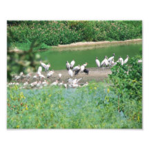 Vogel Rookery Foto