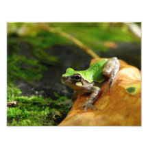 Vogel-Stimmiger Baum-Frosch Fotografien